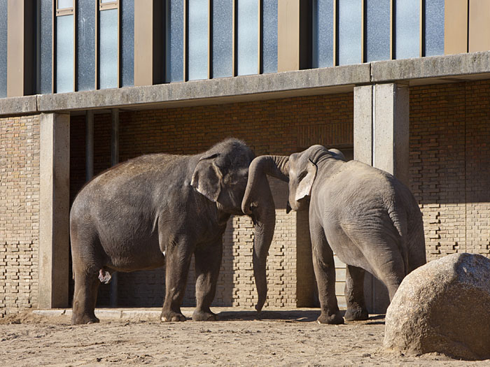 Elefanten beim Schmusen