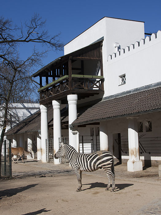 Zebra vor seinem Haus