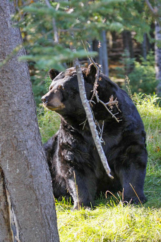 Am Schluss den Bärenpfads darf der "Saarländische Schwarzbär" nicht fehlen