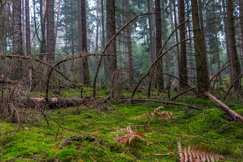 Moos überdeckt den Waldboden