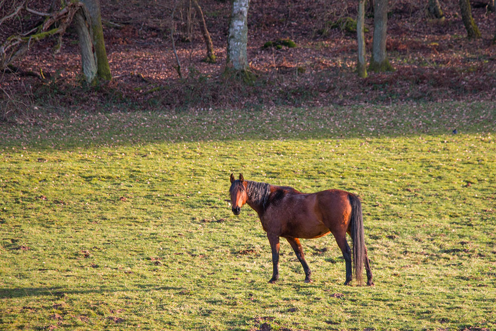 Einsames Pferd auf der Weide
