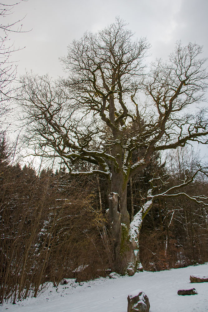 Naturdenkmal Baum