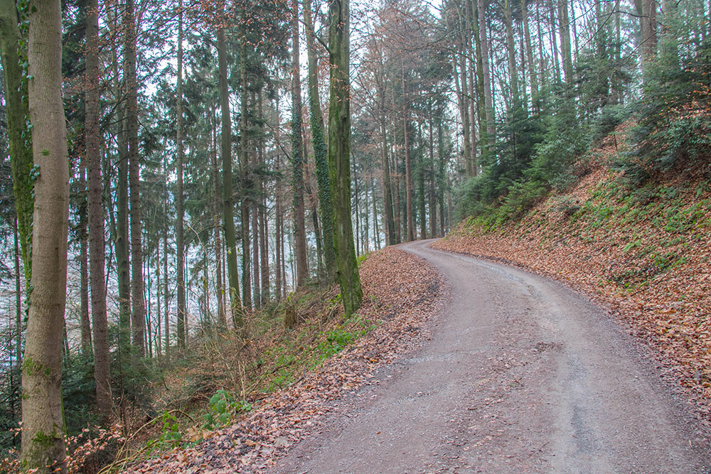 Waldweg bei Bad Herrenalb 