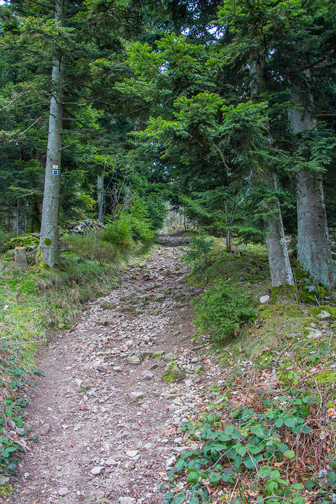 Steile Wege durch den Wald
