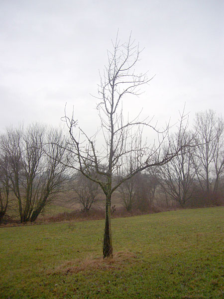 (Ein richtiger) Winter sieht anders aus 