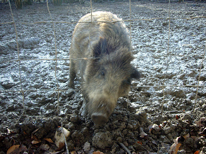 Am Wildschweingehege