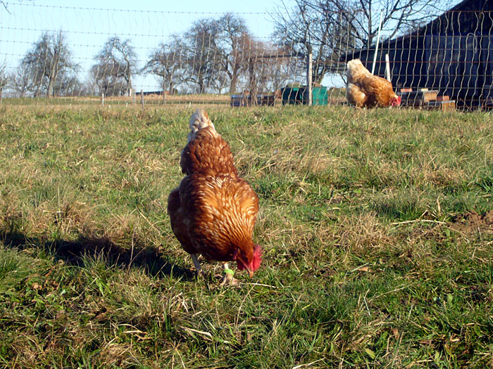 Hm, Hühnchen ...