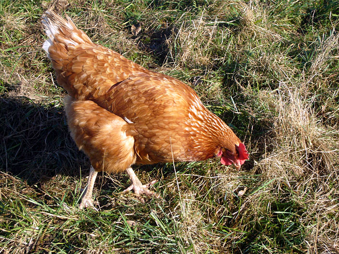 ... hier noch ohne Spieß ;-)