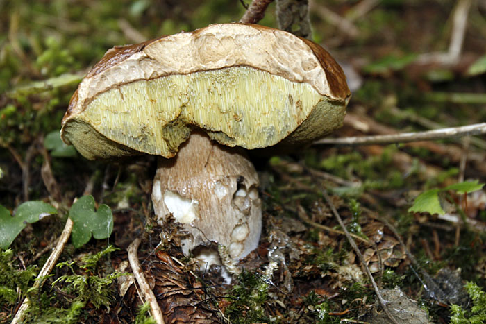 Der einzige Steinpilz den wir fanden, war schon ziemlich zerfressen