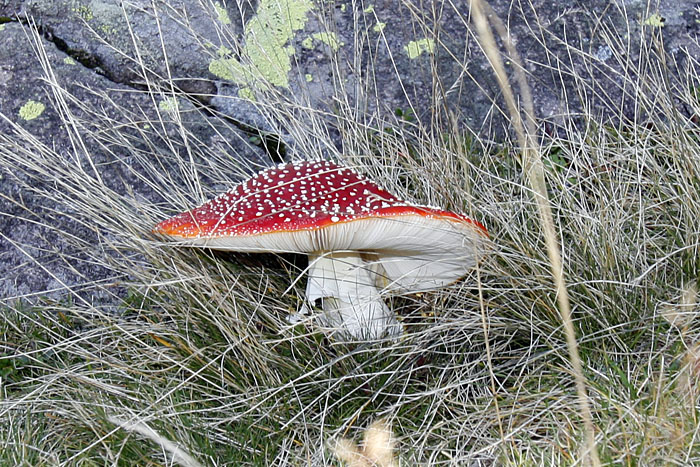 Schöner Fliegenpilz