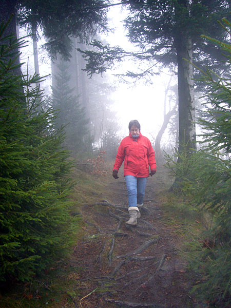Netter Pfad durch den Wald