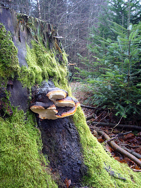 Überall Moose und Pilze