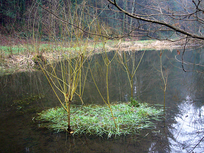 Teich für Frösche, Kröten und weitere Amphibien