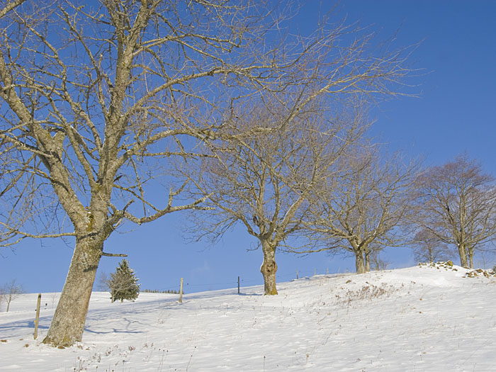 Kahle Bäume säumen den Weg