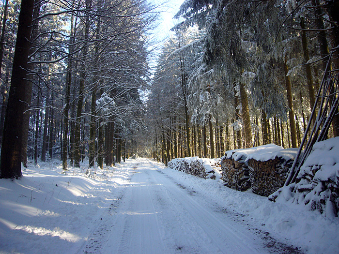 Waldweg auf ca. 1000 m Höhe