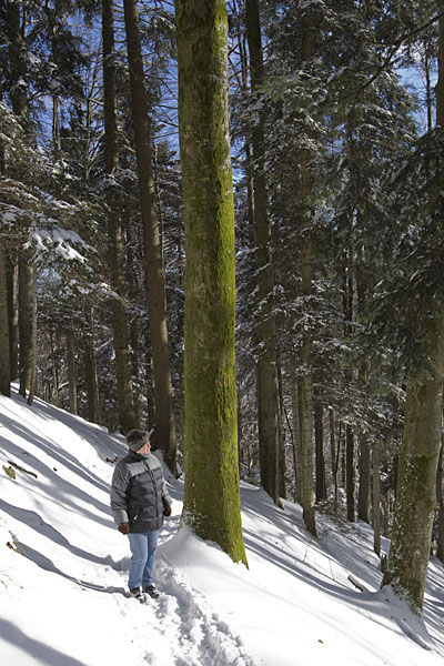 Ein grüner Baum inmitten von braunen Stämmen?