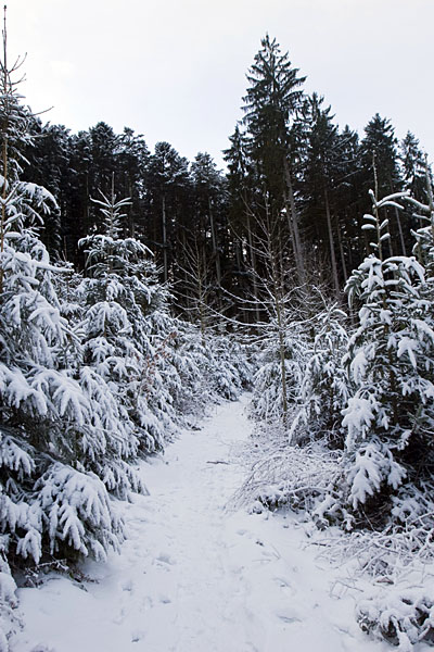 Schmaler Pfad durch junge Tannen