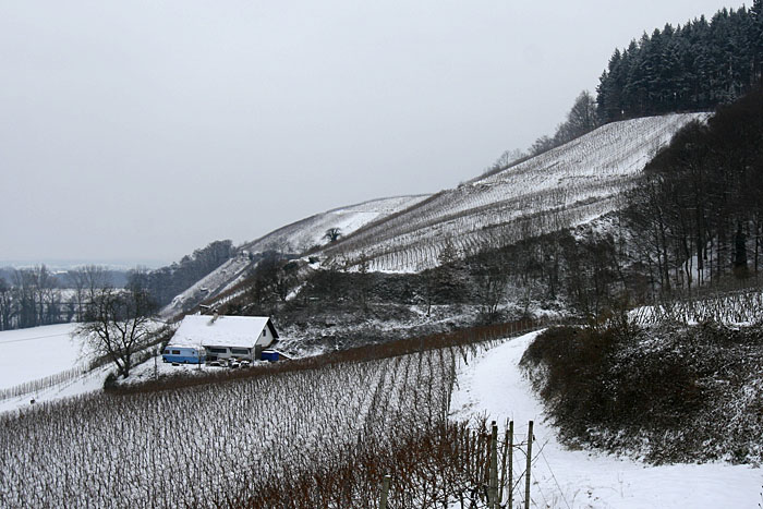 Einige der Glotter-Weinberge
