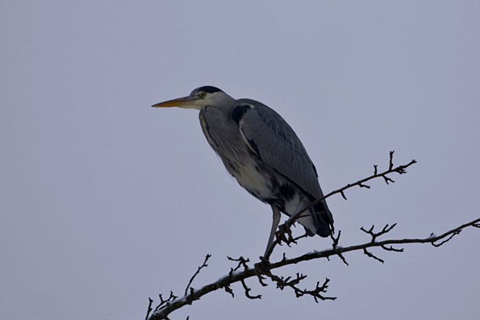 Der Reiher wartet auf Beute
