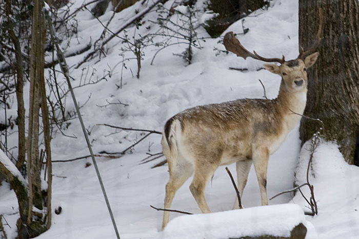 Damhirsch (in einem Gehege)