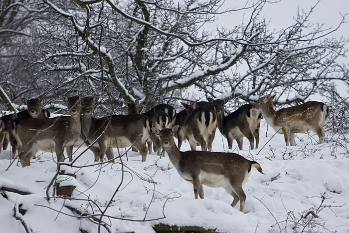 Der Harem des Hirsches