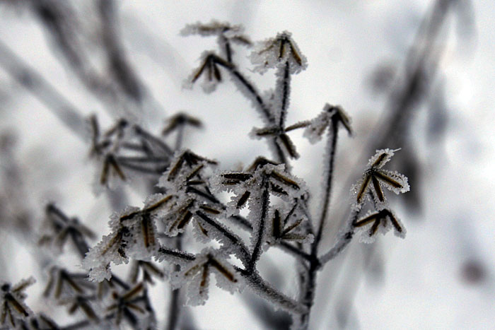 Frostige Pflanze