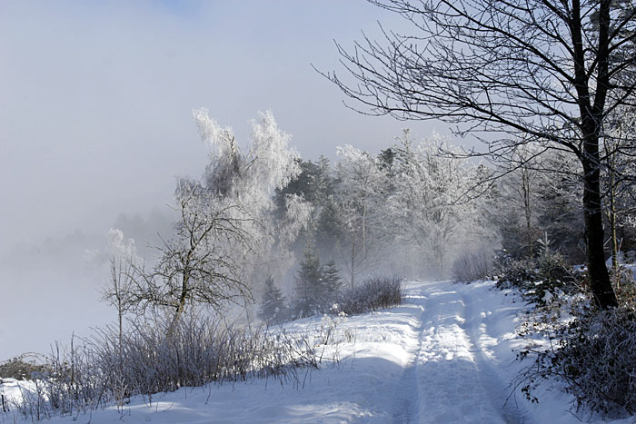 Verschneiter Waldweg