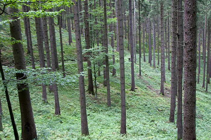 Im dunklen Wald des Harzes