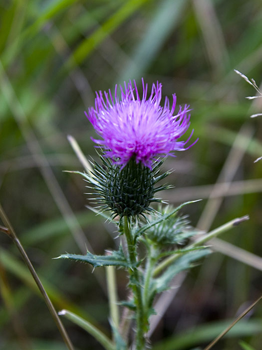 Silberdistel am Wegesrand