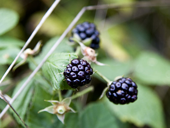 Leckere Beeren!