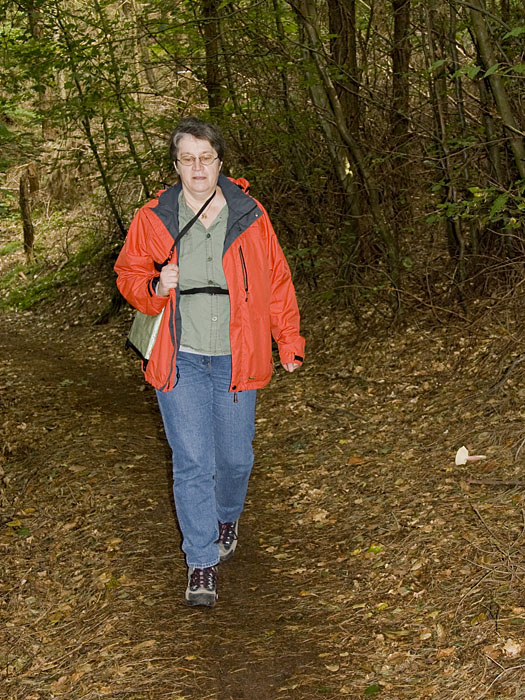 Waldweg im Hauensteiner Wald