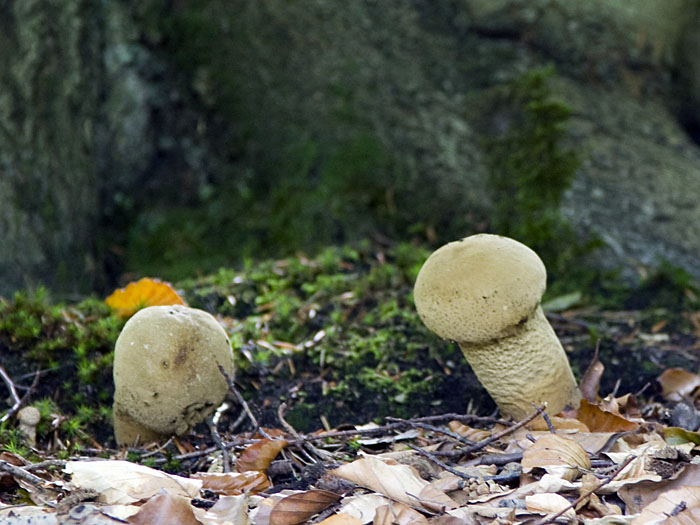 Pilze am Wegsrand