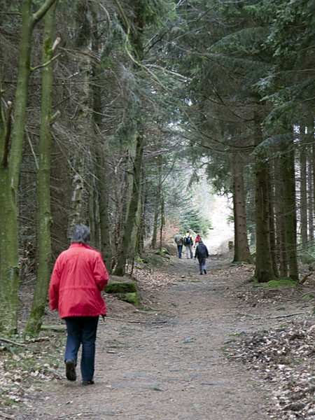 Waldweg zum Bernstein