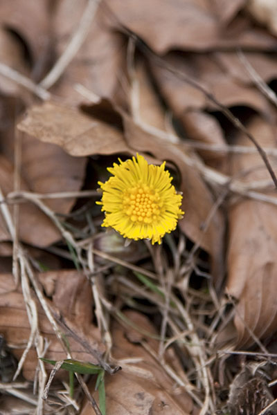 Wo der Schnee weicht ...