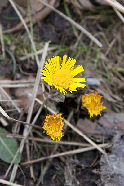 ... blühen sofort die Blumen