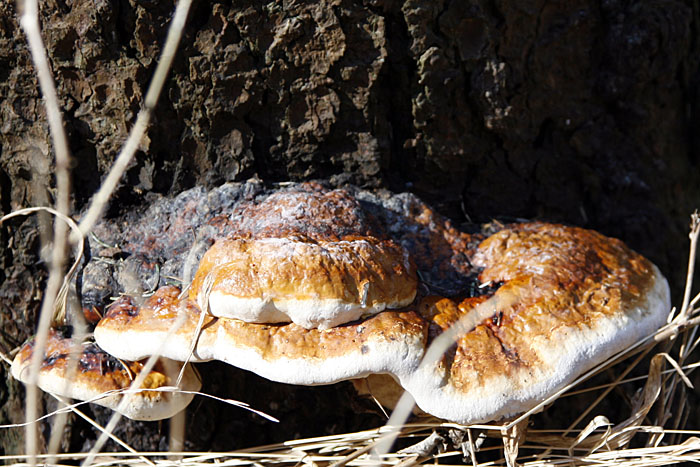 Flacher Lackporling (Ganoderma lipsiense)