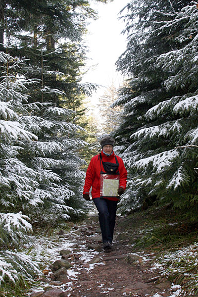 Winterliche Nadelbäume