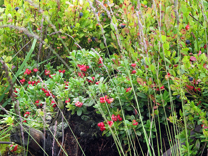 Preisel- und Heidelbeeren am Wegesrand