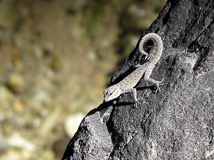 Dieser Bursche war nur 3-4 Zentimeter groß