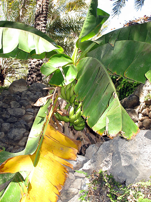 Die Bananen sind noch nicht reif