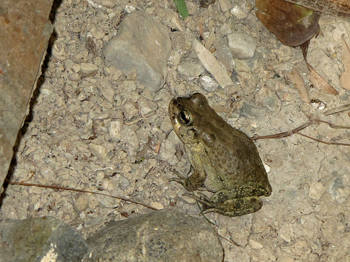 Noch einer, der kühles Wasser sucht