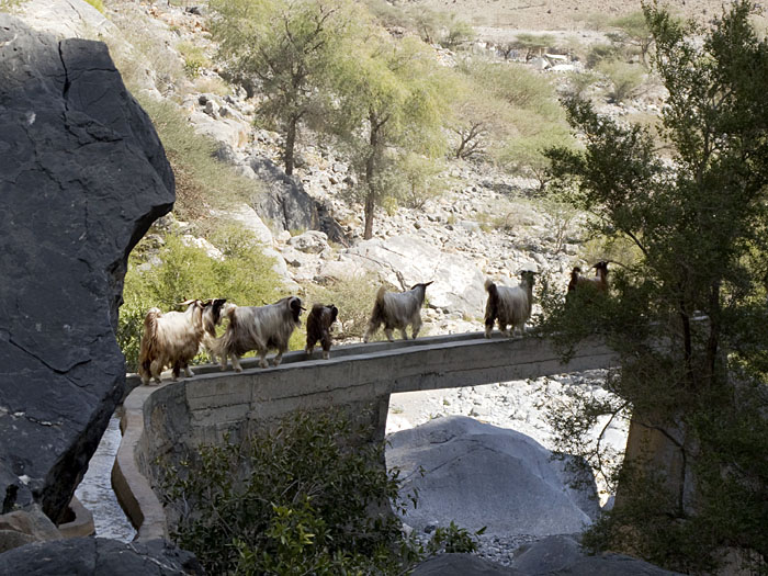 Auch die Ziegen müssen über die "Brücke"