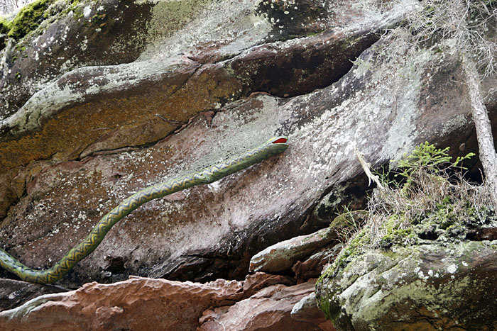 Wir bleiben bei Tieren: Hier am Schlangenfelsen