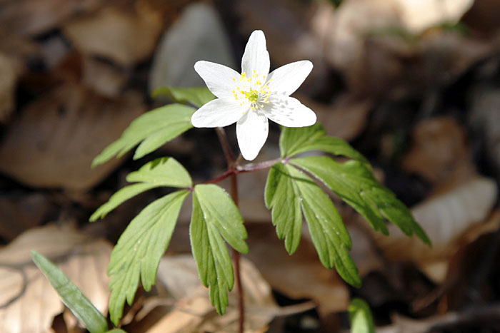 Busch-Windröschen (Anemone nemorosa)