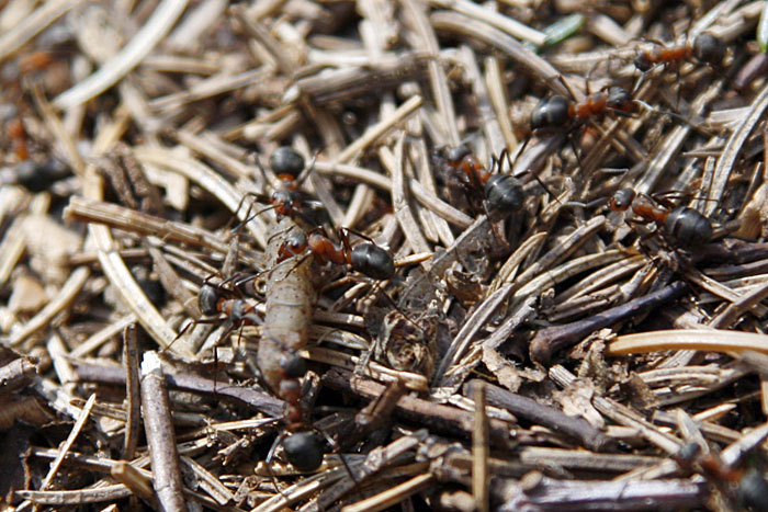 Ameisen haben eine Raupe erbeutet