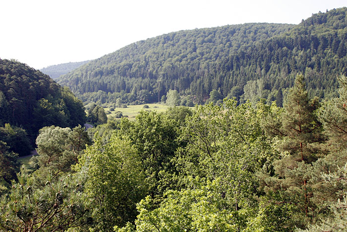 ... kann man über die Baumwipfel hinweg weit in die Ferne schauen