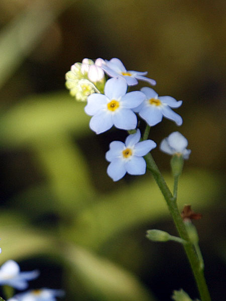 Überall leuchten Blumen ... Sumpf-Vergissmeinnicht (Myosotis scorpioides)