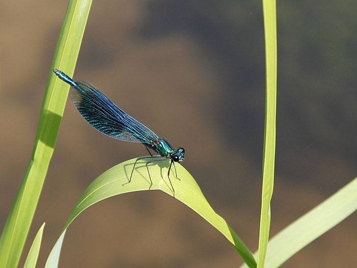... und schwirren Libellen: Blauflügel-Prachtlibelle (Calopteryx virgo)