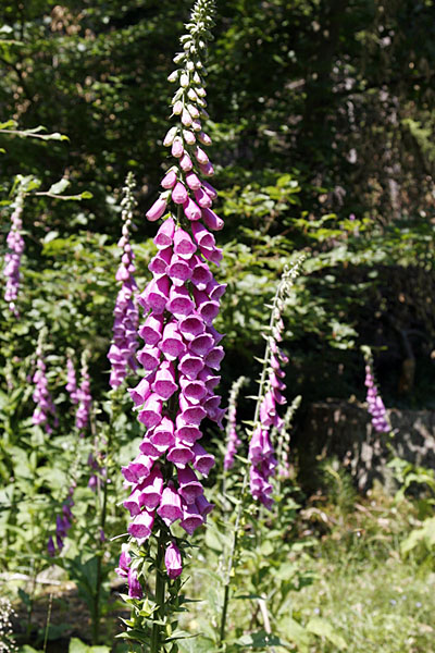Roter Fingerhut (Digitalis purpurea)