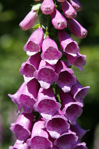 Fingerhut etwas näher betrachtet